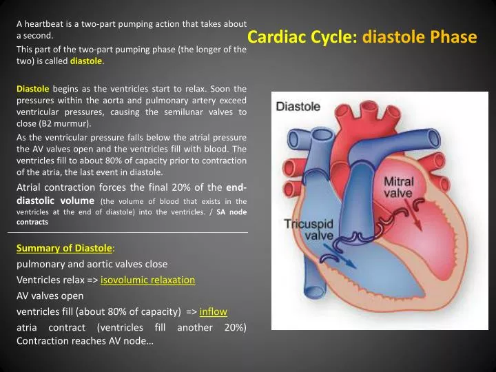 cardiac cycle diastole phase