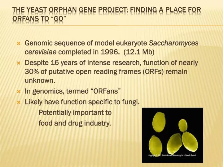 the yeast orphan gene project finding a place for orfans to go