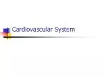 Cardiovascular System - slide 1