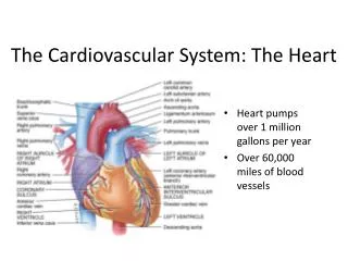 The Cardiovascular System: The Heart