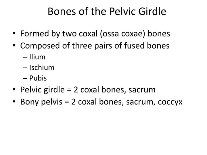 bones of the pelvic girdle