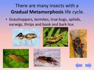 There are many insects with a Gradual Metamorphosis life cycle.