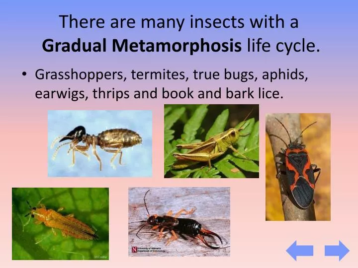 there are many insects with a gradual metamorphosis life cycle