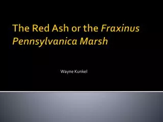 The Red Ash or the Fraxinus Pennsylvanica Marsh