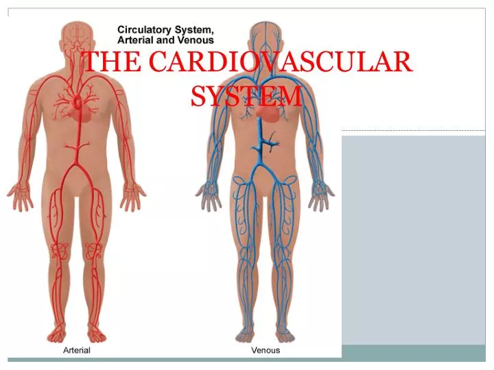 the cardiovascular system