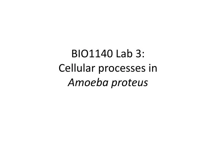 bio1140 lab 3 cellular processes in amoeba proteus
