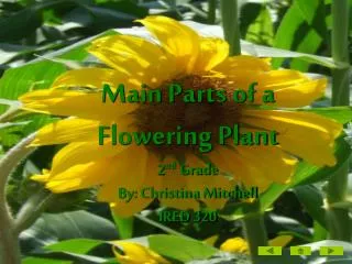 Main Parts of a Flowering Plant 2 nd Grade By: Christina Mitchell IRED 320
