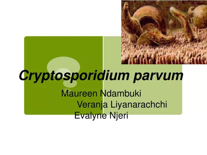 cryptosporidium parvum