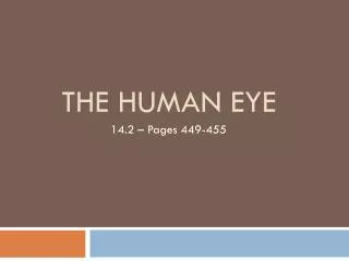 The Human Eye