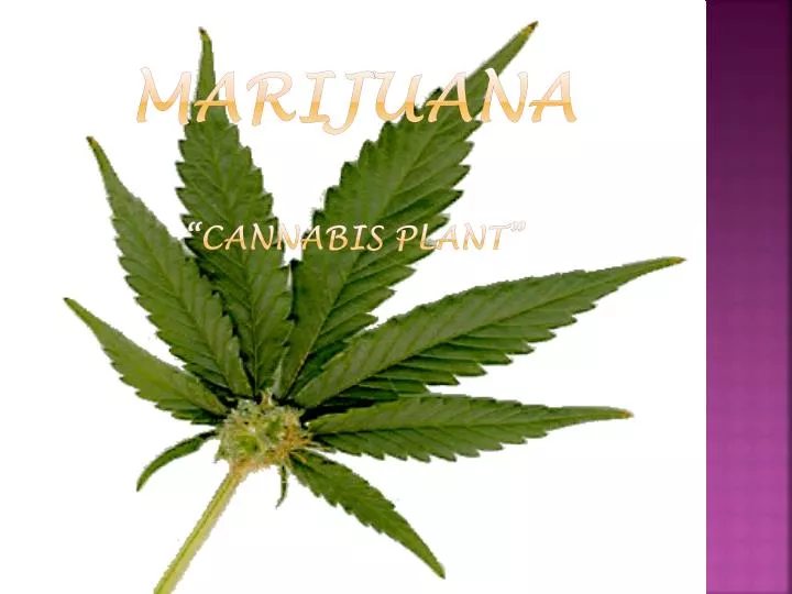 marijuana cannabis plant