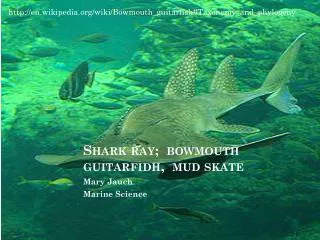 Shark ray; bowmouth guitarfidh, mud skate