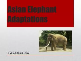 Asian Elephant Adaptations