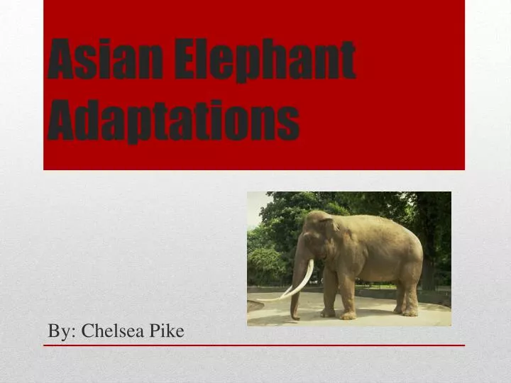 asian elephant adaptations