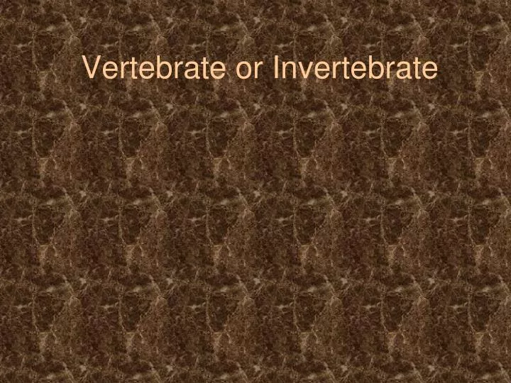 vertebrate or invertebrate