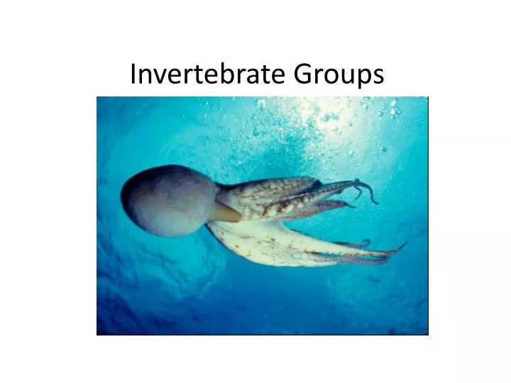 invertebrate groups
