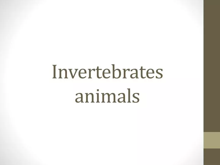 invertebrates animals