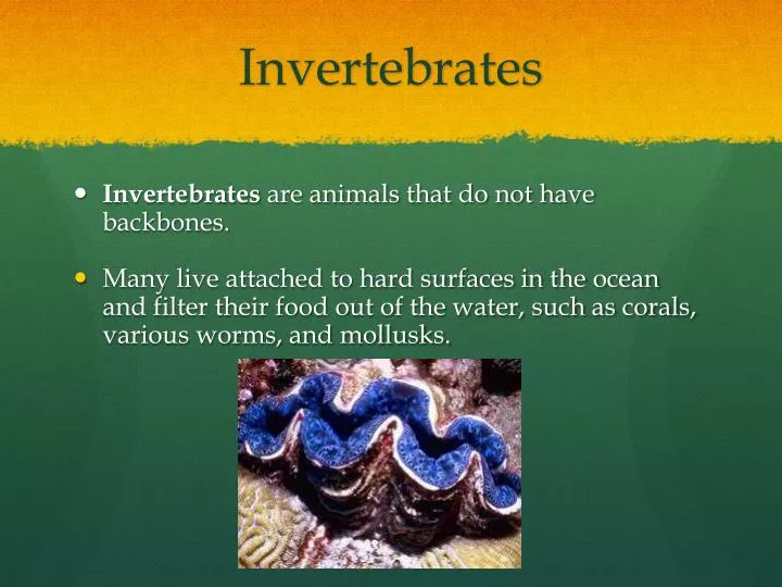 invertebrates