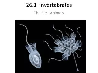 26.1 Invertebrates