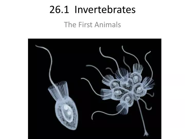 26 1 invertebrates