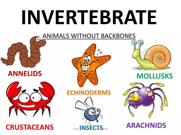 invertebrate