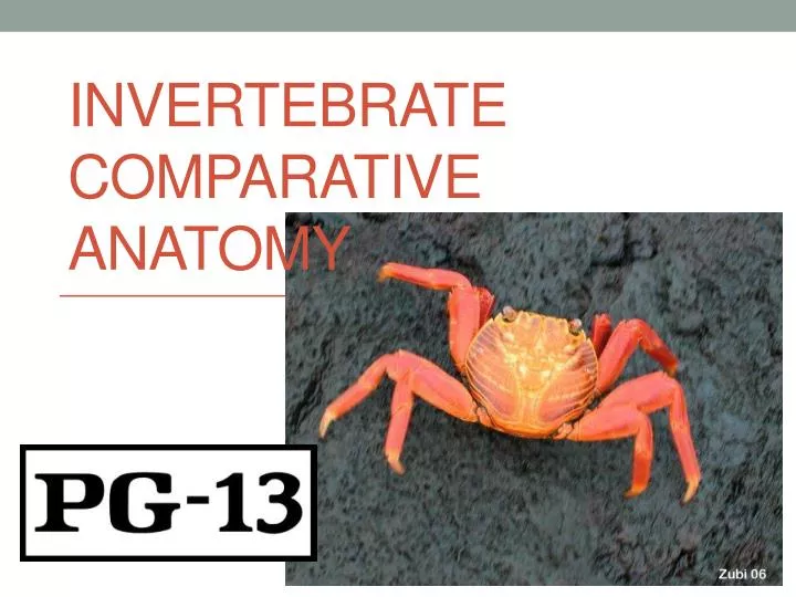 invertebrate c omparative anatomy