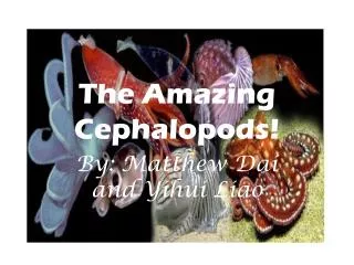 The Amazing Cephalopods!