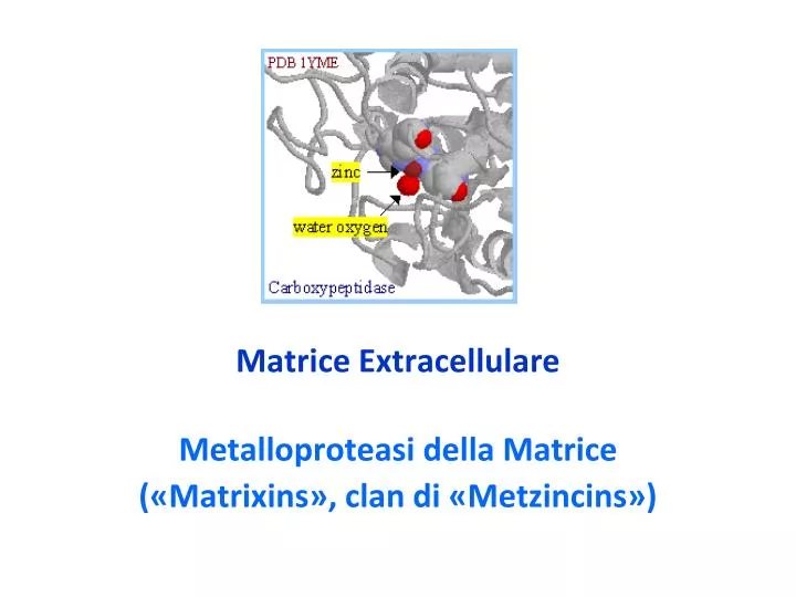 matrice extracellulare