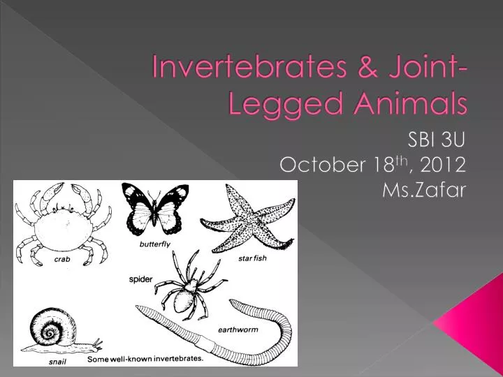 invertebrates joint legged animals