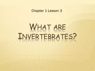 What are Invertebrates?
