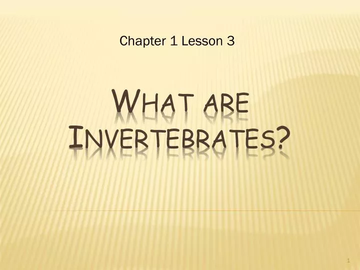 what are invertebrates