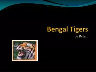 Bengal Tigers