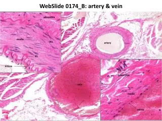 WebSlide 0174_B: artery &amp; vein