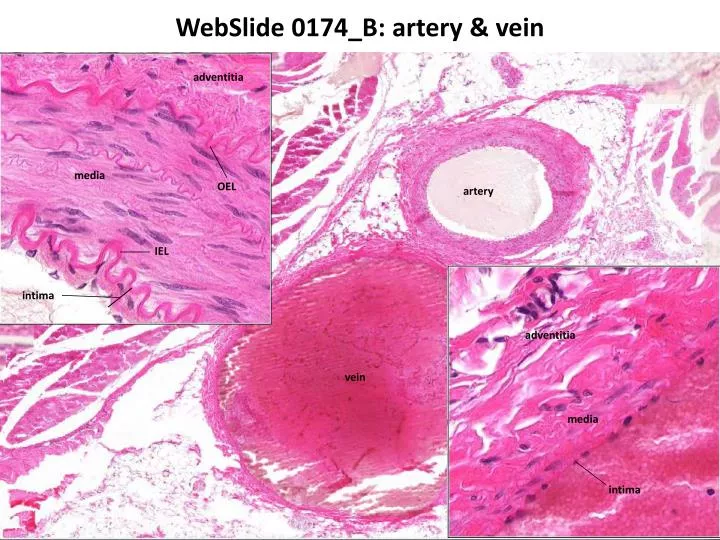 webslide 0174 b artery vein