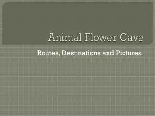 Animal Flower Cave