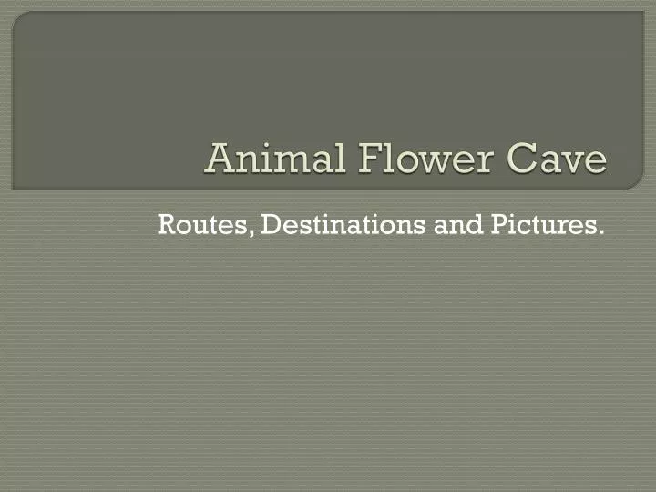 animal flower cave