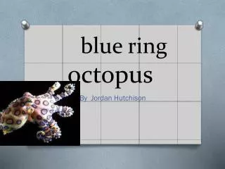 blue ring octopus blue ring octopus