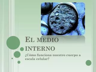 el medio interno