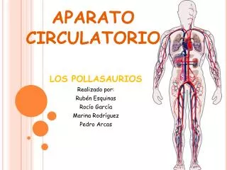 aparato circulatorio