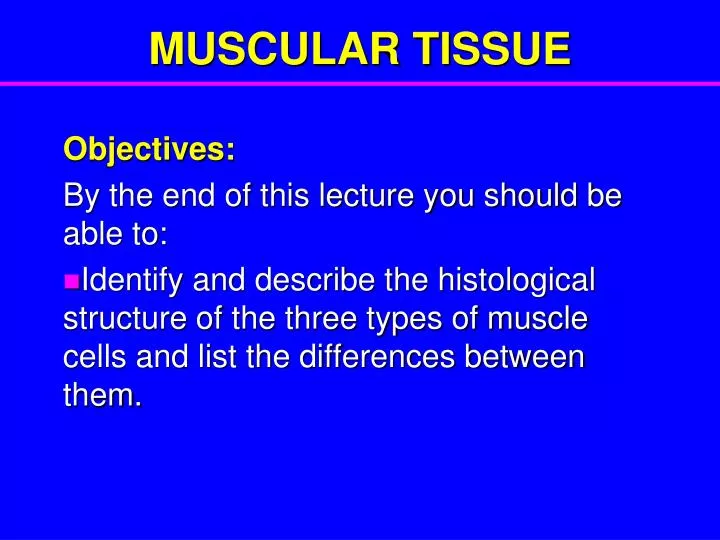 muscular tissue