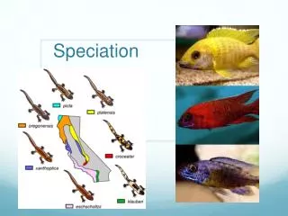 Speciation