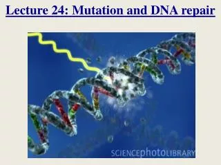 Lecture 24: Mutation and DNA repair
