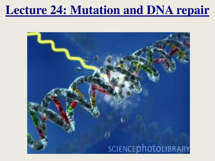 lecture 24 mutation and dna repair