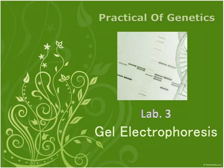 lab 3 gel electrophoresis