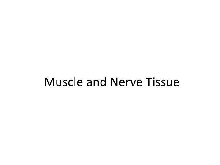 muscle and nerve tissue