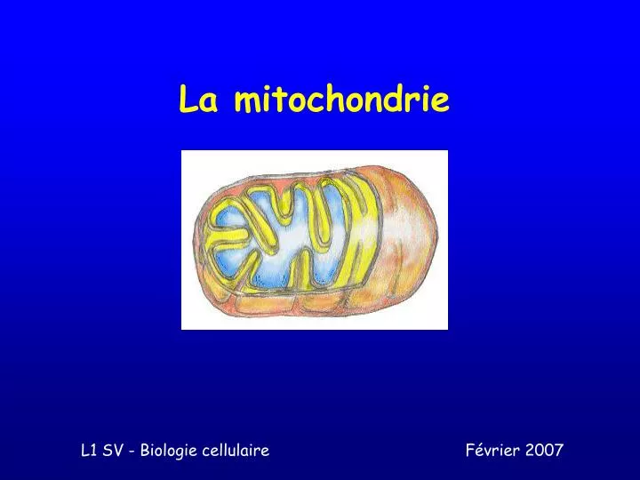la mitochondrie