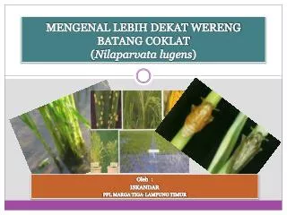 MENGENAL LEBIH DEKAT WERENG BATANG COKLAT ( Nilaparvata lugens )