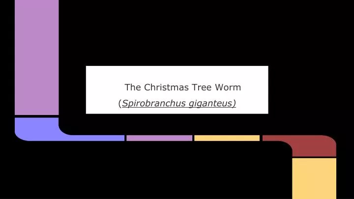 the christmas tree worm spirobranchus giganteus