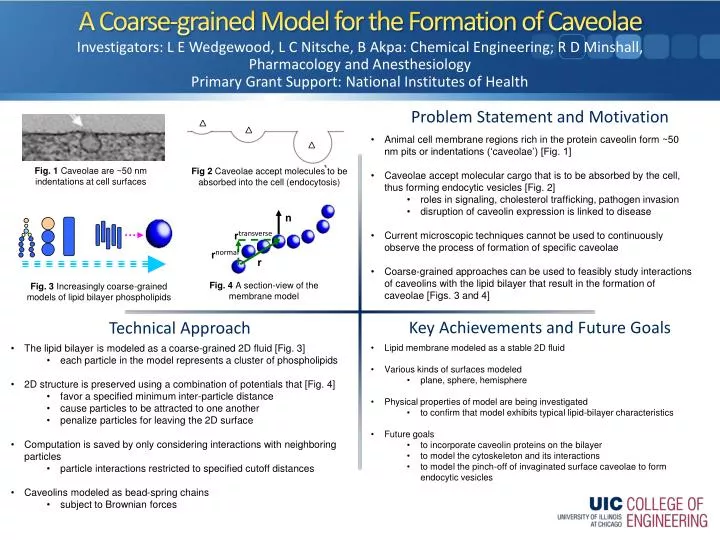 a coarse grained model for the formation of caveolae