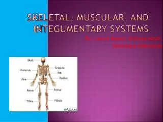 Skeletal, Muscular, and I ntegumentary Systems