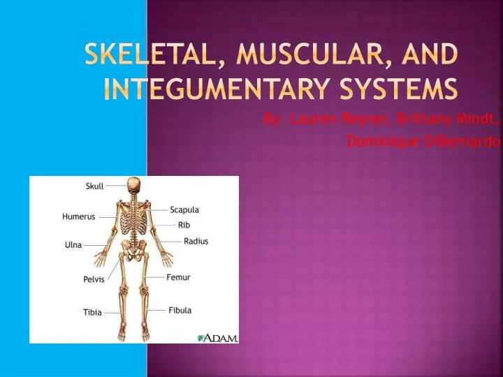skeletal muscular and i ntegumentary systems